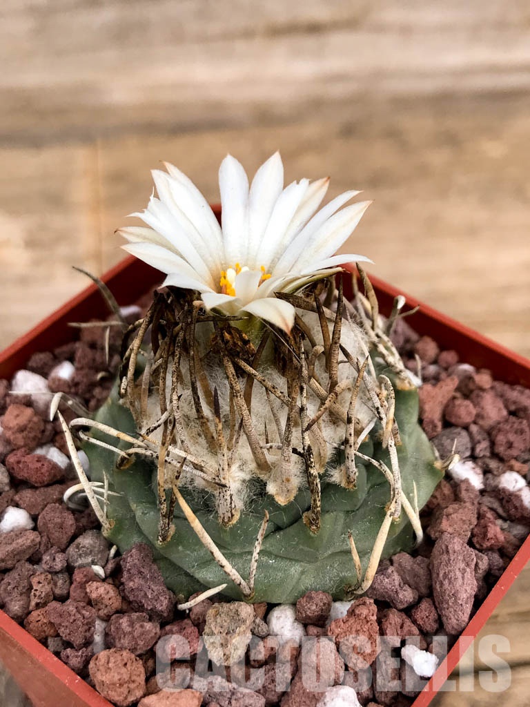SHPR5021 Turbinicarpus schmiedickeanus subs. klinkerianus, San Luis Potosi, Mexico - Image 3