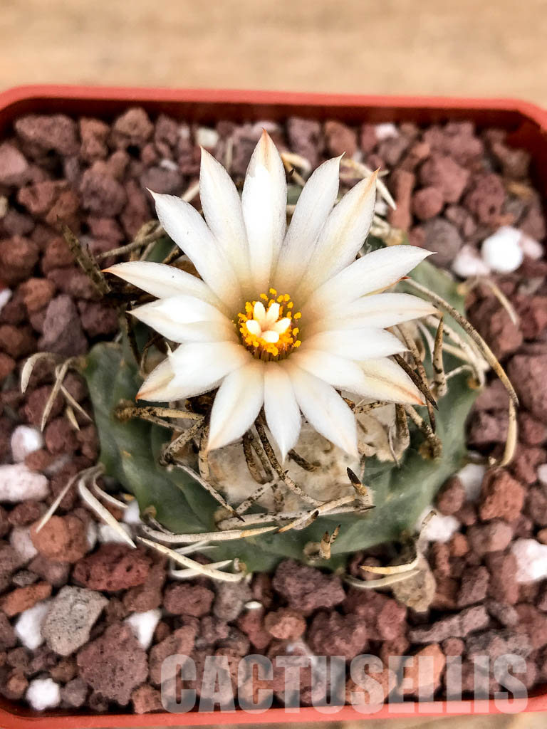 SHPR5021 Turbinicarpus schmiedickeanus subs. klinkerianus, San Luis Potosi, Mexico