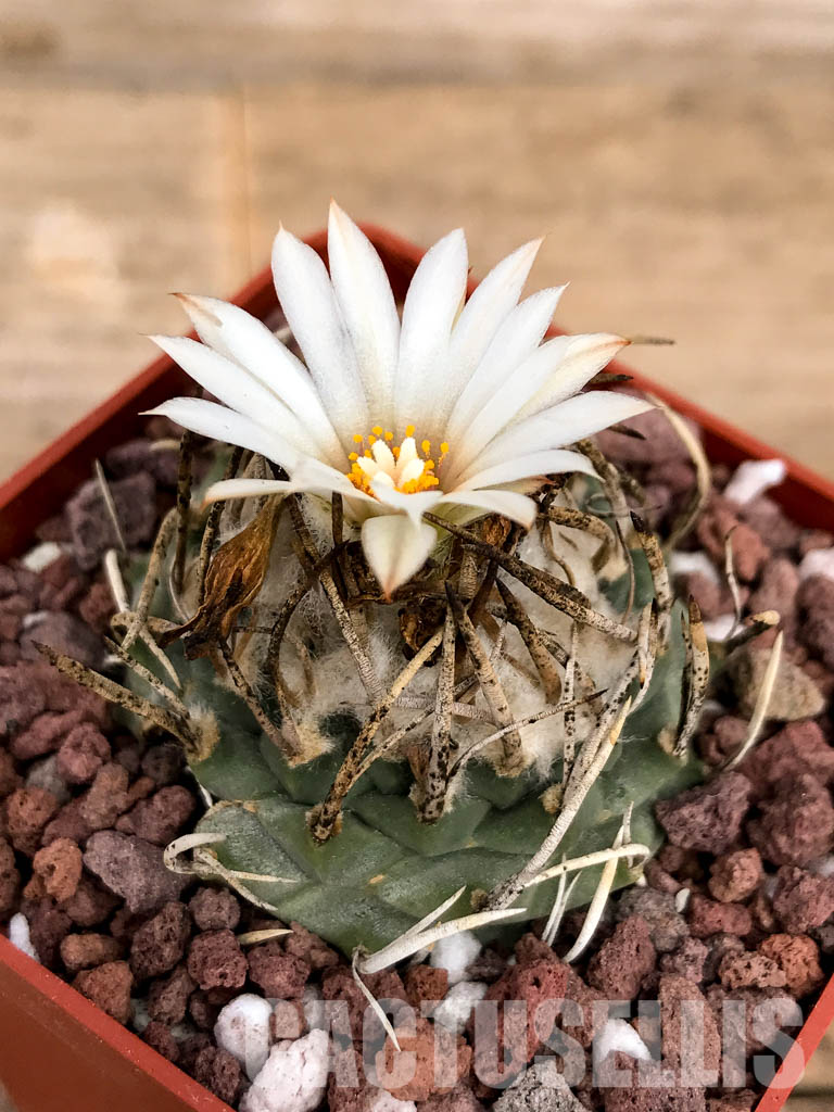 SHPR5021 Turbinicarpus schmiedickeanus subs. klinkerianus, San Luis Potosi, Mexico - Image 5