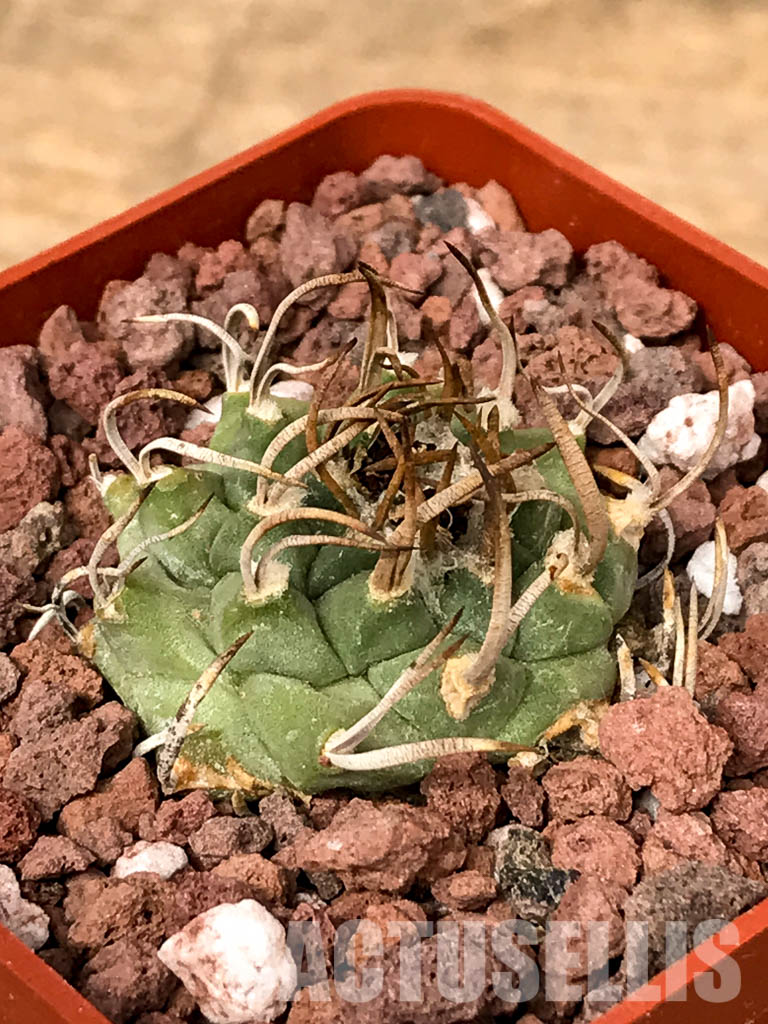 SHPR5022 Turbinicarpus schmiedickeanus subs. klinkerianus, San Luis Potosi, Mexico – Bild 3