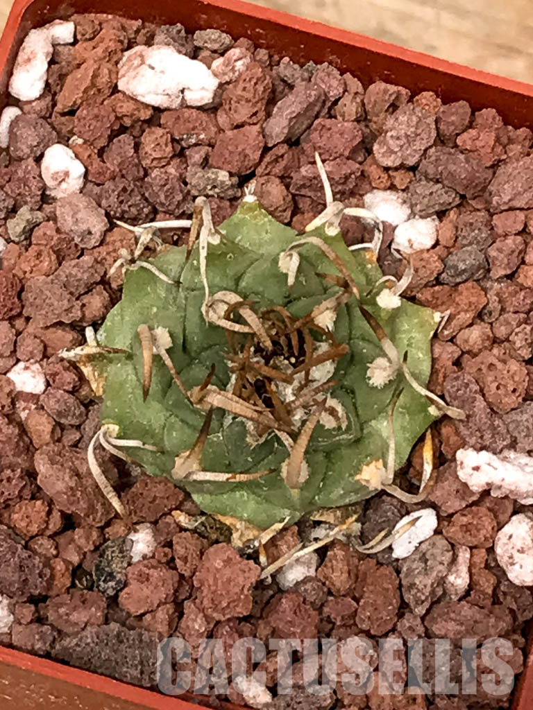 SHPR5022 Turbinicarpus schmiedickeanus subs. klinkerianus, San Luis Potosi, Mexico