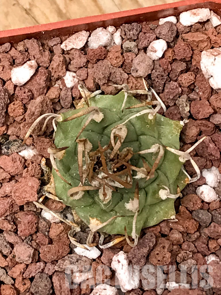 SHPR5022 Turbinicarpus schmiedickeanus subs. klinkerianus, San Luis Potosi, Mexico – Bild 5