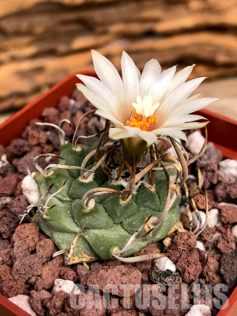 SHPR5022 Turbinicarpus schmiedickeanus subs. klinkerianus, San Luis Potosi, Mexico – Bild 2