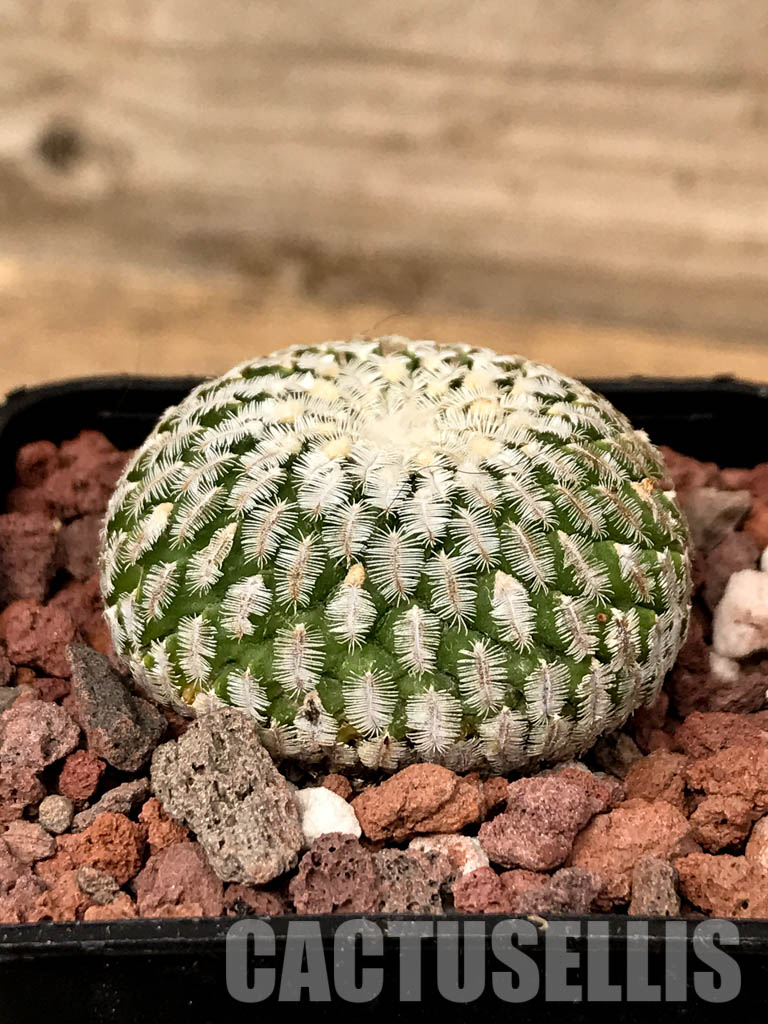 SHPR5036 Turbinicarpus pseudopectinatus Dr. Arroyo, Nuevo Leon, Mexico - Image 2