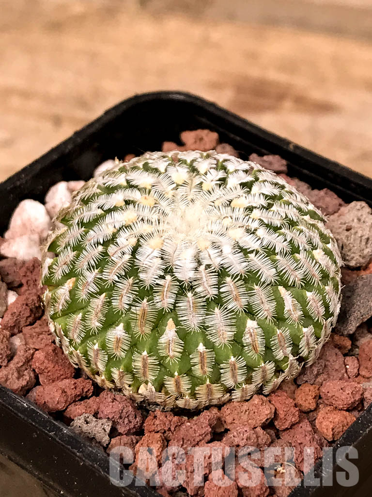 SHPR5036 Turbinicarpus pseudopectinatus Dr. Arroyo, Nuevo Leon, Mexico - Image 3