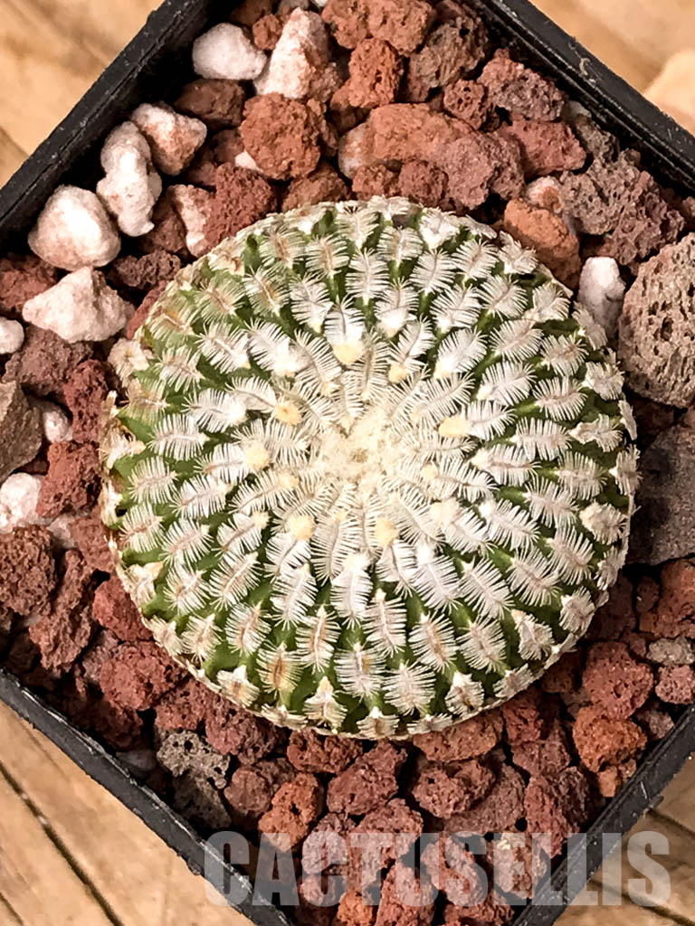 SHPR5036 Turbinicarpus pseudopectinatus Dr. Arroyo, Nuevo Leon, Mexico