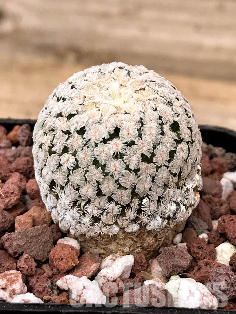 SHPR5037 Turbinicarpus pseudopectinatus, Coahuila, Nuevo León, San Luis Potosí,Tamaulipas, Mexico - Image 2