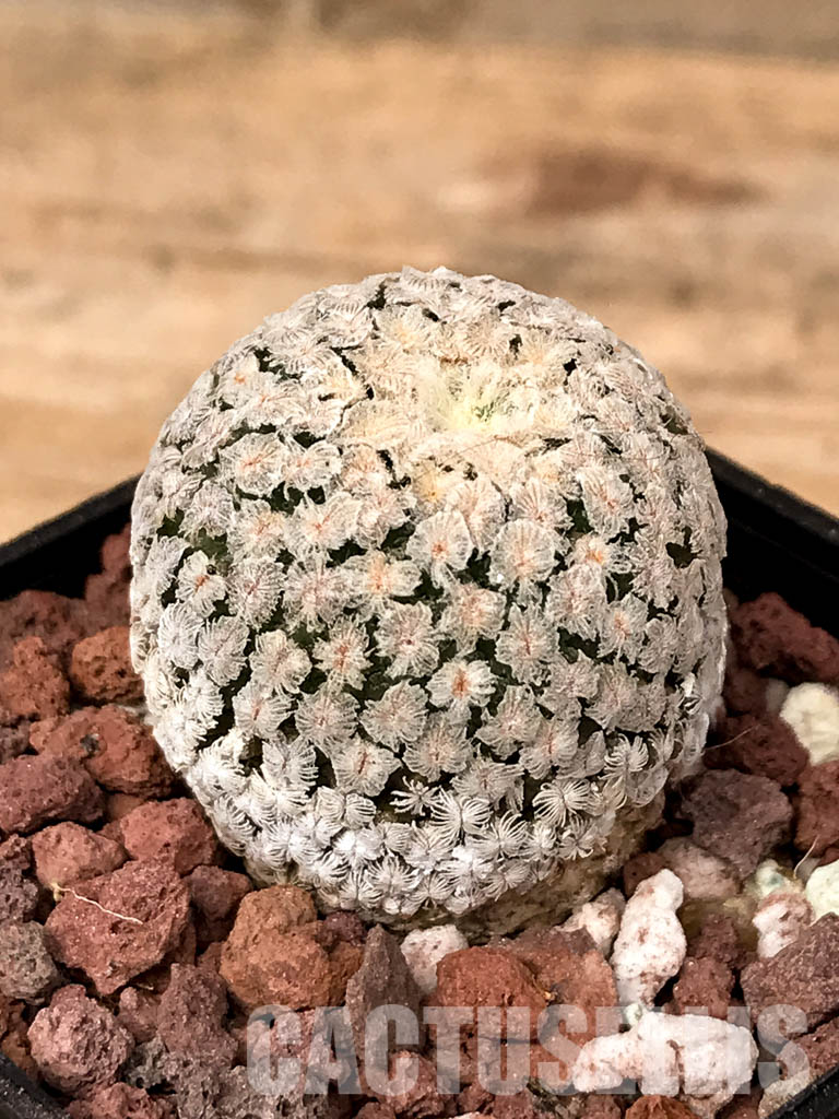SHPR5037 Turbinicarpus pseudopectinatus, Coahuila, Nuevo León, San Luis Potosí,Tamaulipas, Mexico - Image 3