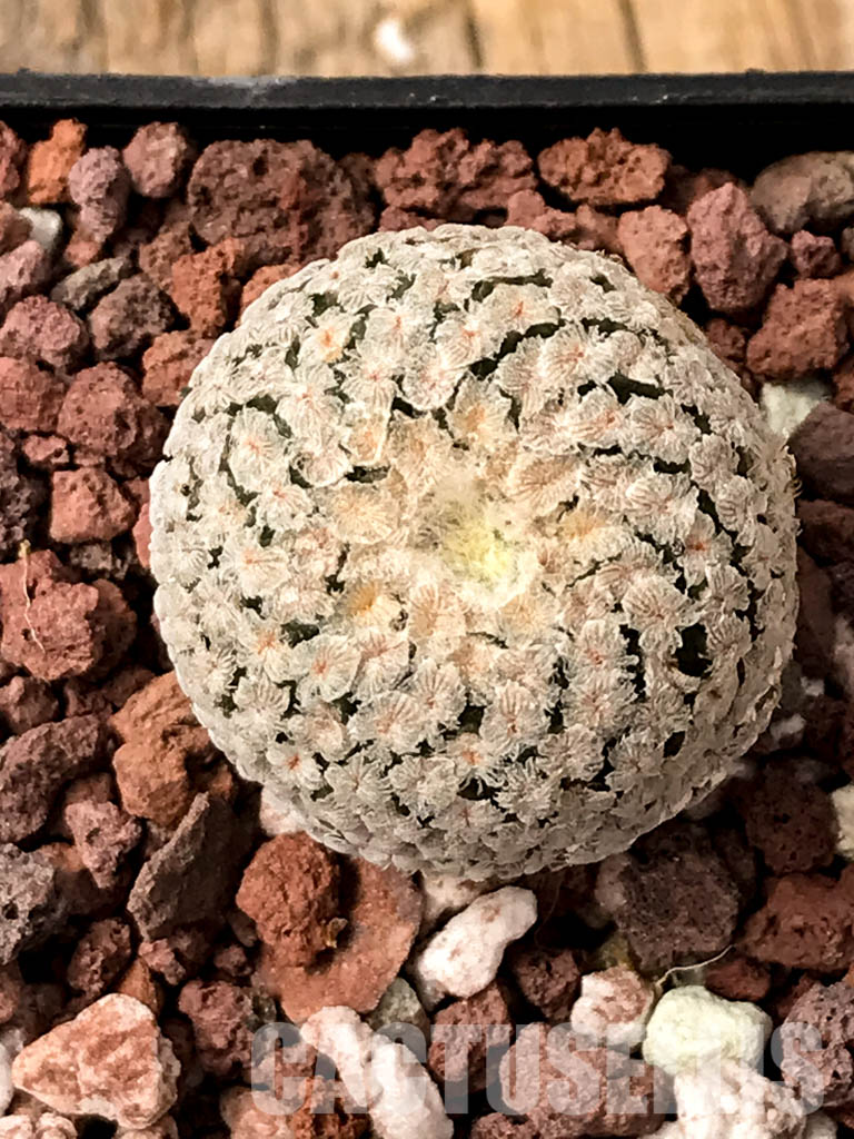 SHPR5037 Turbinicarpus pseudopectinatus, Coahuila, Nuevo León, San Luis Potosí,Tamaulipas, Mexico
