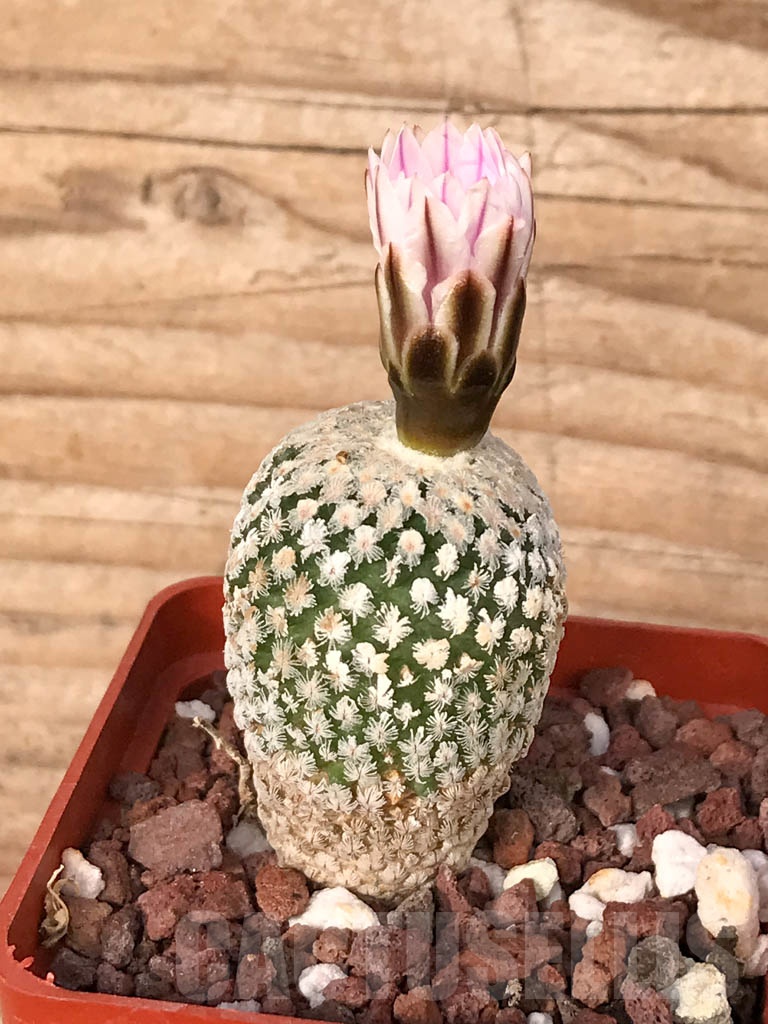 SHPR5039 Turbinicarpus valdezianus, San Luis Potosí, Coahuila, Mexico