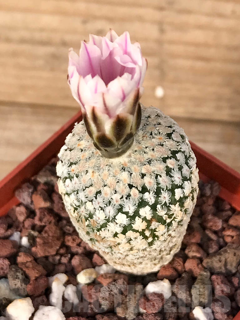 SHPR5039 Turbinicarpus valdezianus, San Luis Potosí, Coahuila, Mexico - Image 3