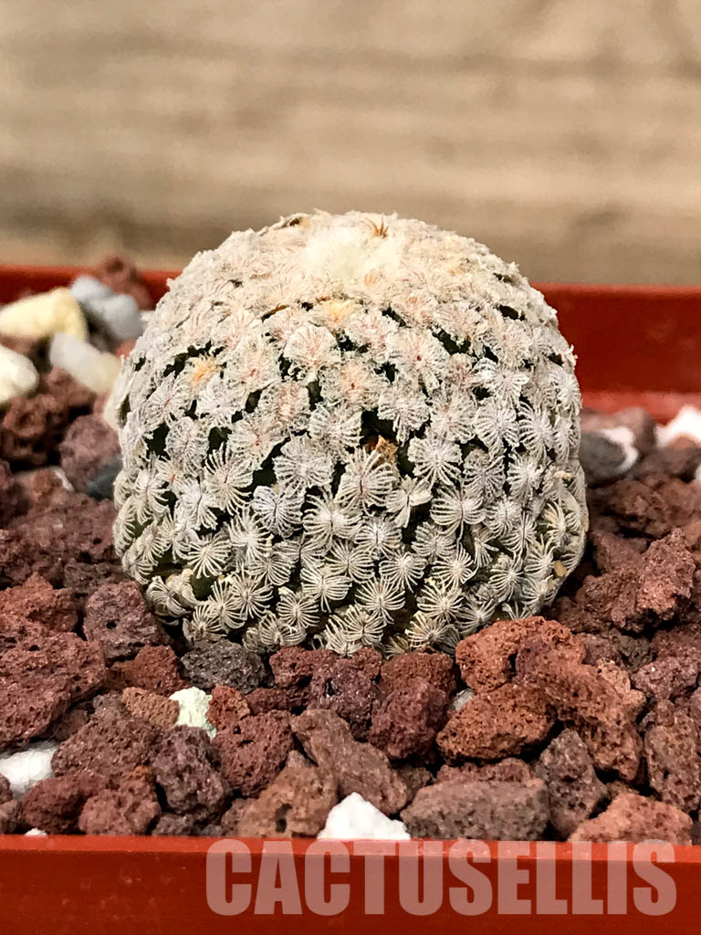 SHPR5040 Turbinicarpus valdezianus, San Luis Potosí, Coahuila, Mexico - immagine 2