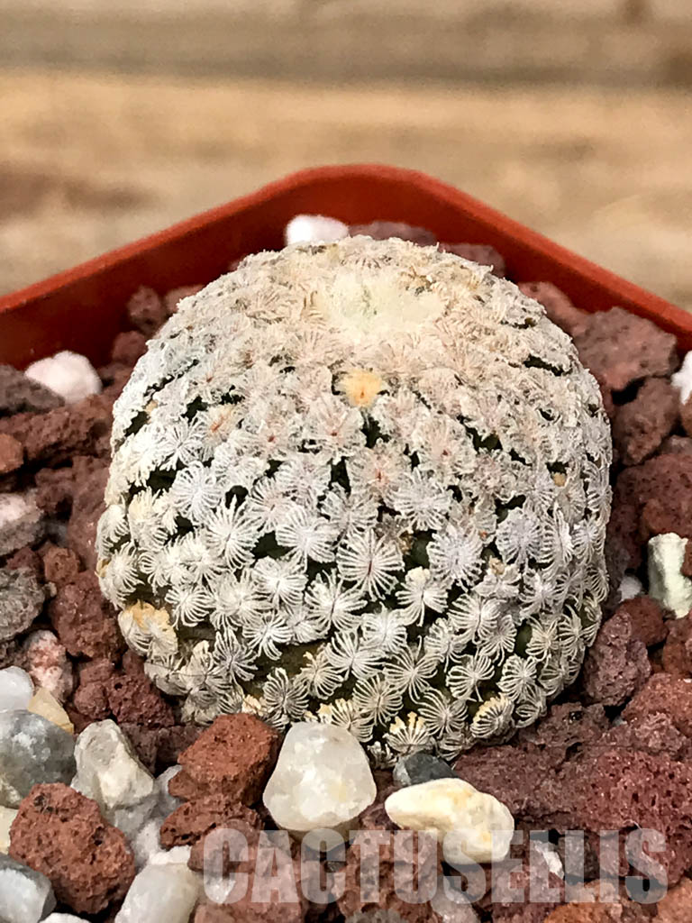 SHPR5040 Turbinicarpus valdezianus, San Luis Potosí, Coahuila, Mexico - immagine 3