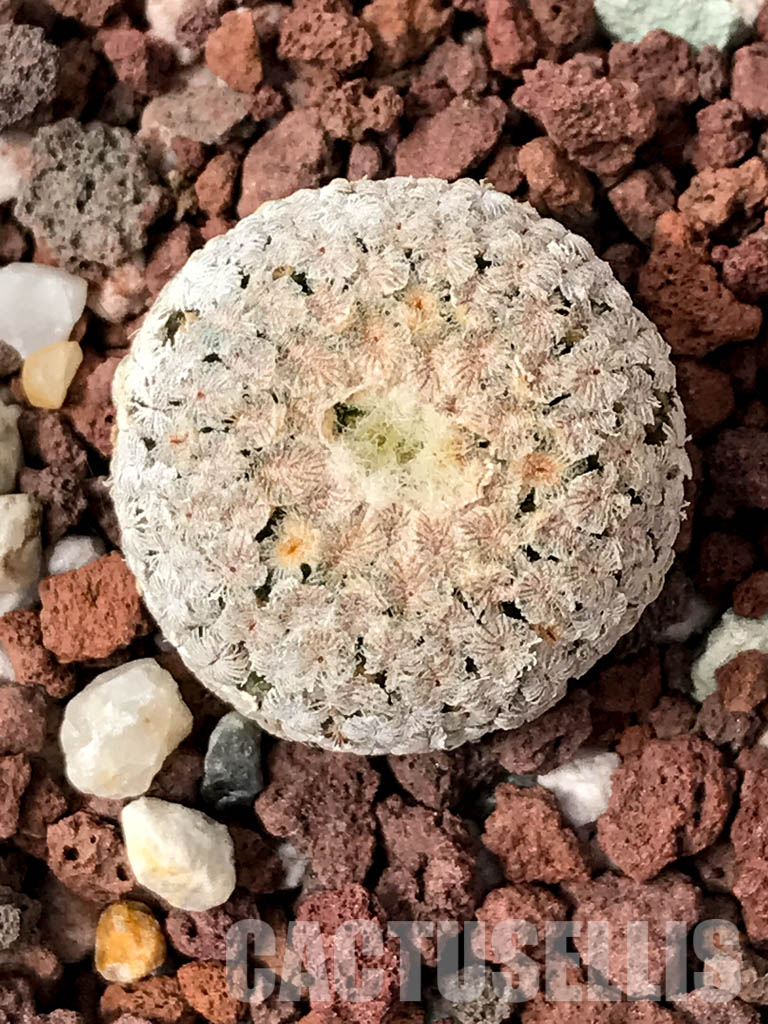 SHPR5040 Turbinicarpus valdezianus, San Luis Potosí, Coahuila, Mexico