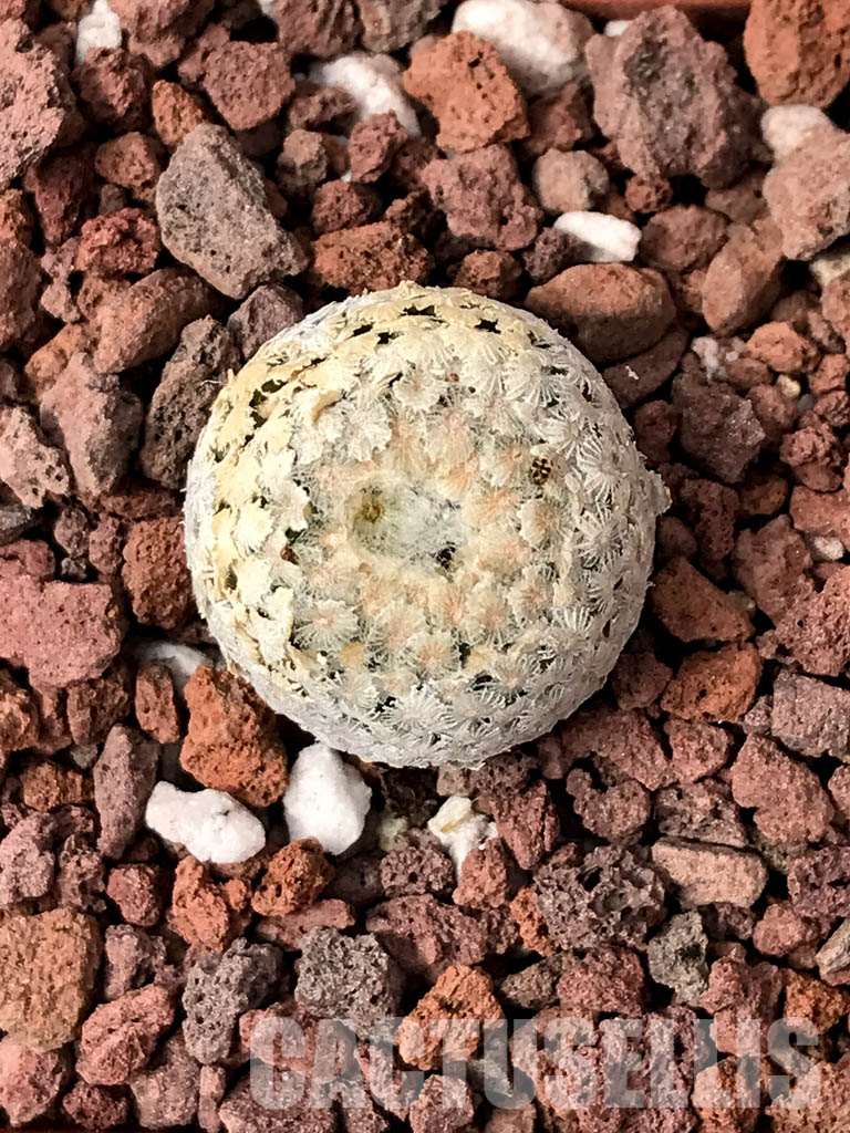 SHPR5040 Turbinicarpus valdezianus, San Luis Potosí, Coahuila, Mexico - immagine 5