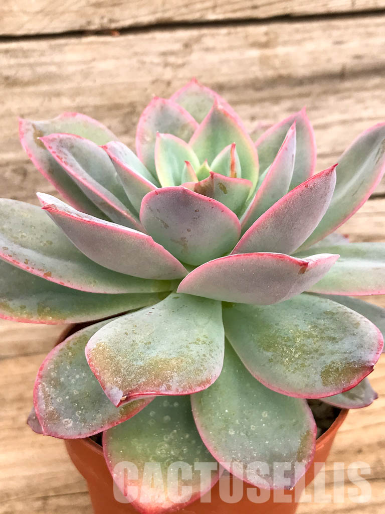 SHPR5045 Echeveria Luella red - Image 2