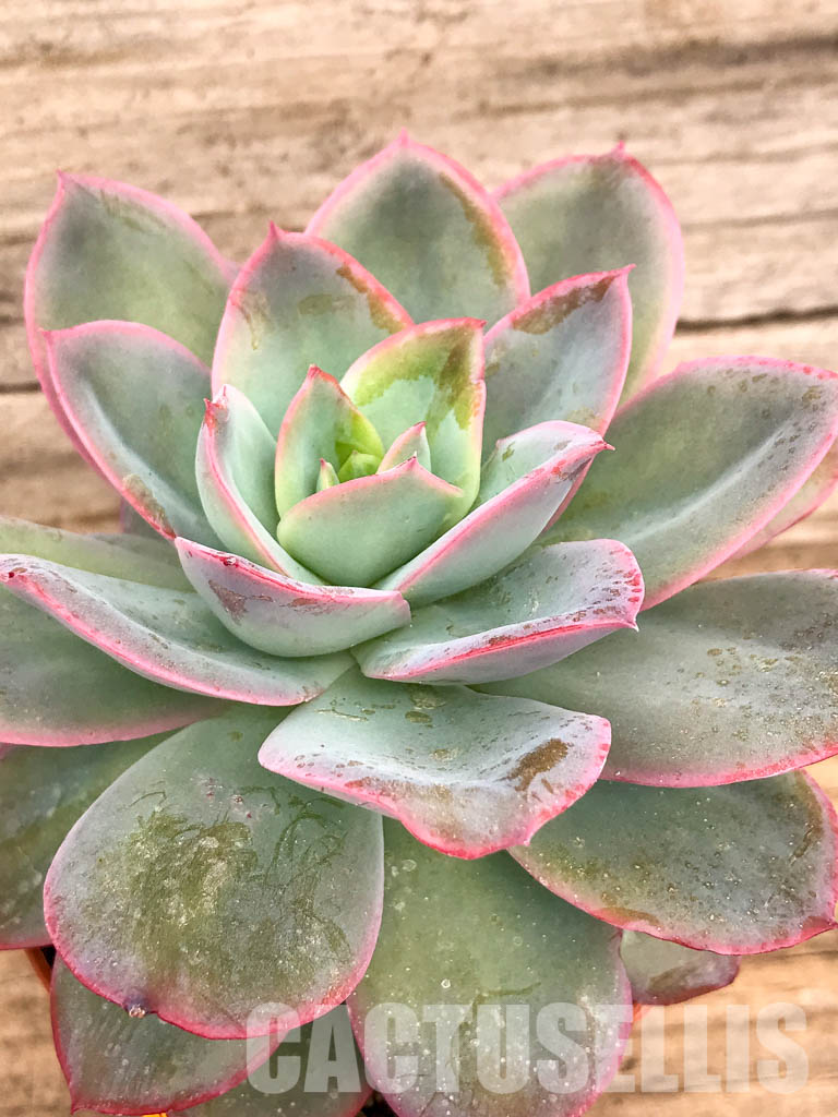 SHPR5045 Echeveria Luella red - Image 3