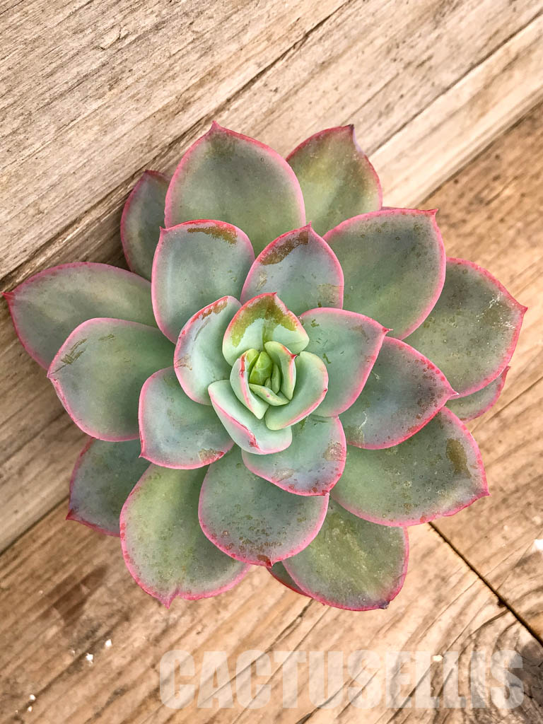 SHPR5045 Echeveria Luella red