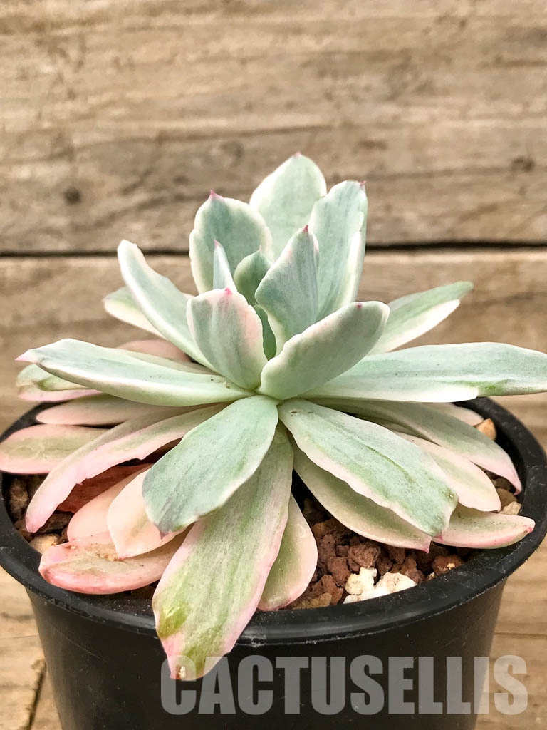SHPR5053 Echeveria 'Hoveyi' f. variegated - Image 2