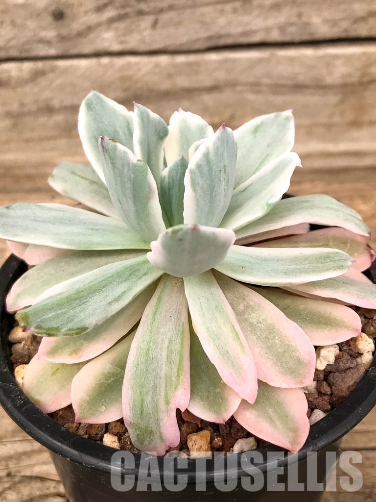 SHPR5053 Echeveria 'Hoveyi' f. variegated - Image 3