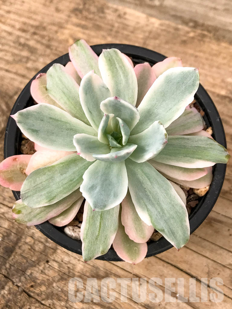 SHPR5053 Echeveria 'Hoveyi' f. variegated - Image 4