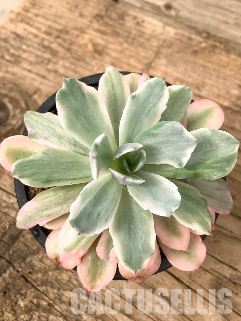 SHPR5053 Echeveria 'Hoveyi' f. variegated - Image 5