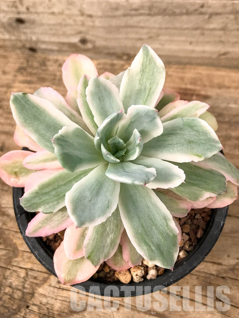SHPR5053 Echeveria 'Hoveyi' f. variegated - Image 6