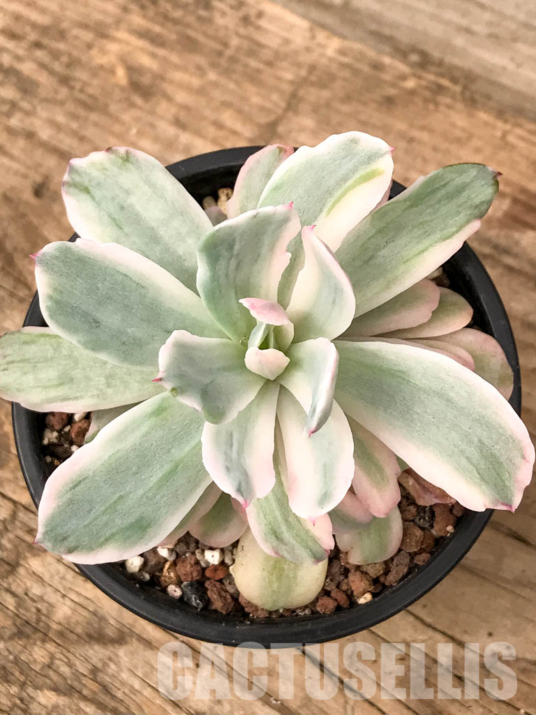SHPR5053 Echeveria 'Hoveyi' f. variegated - Image 7