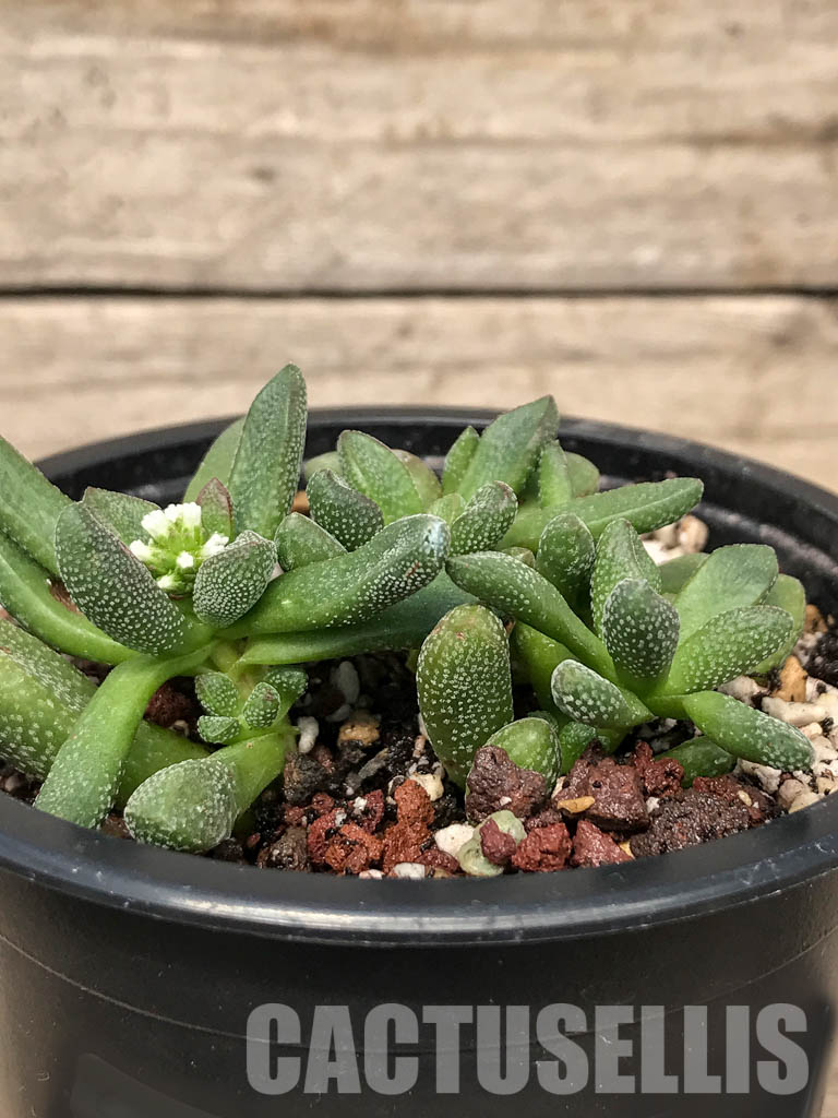 SHPR5058 Crassula Fragarioides - Image 2