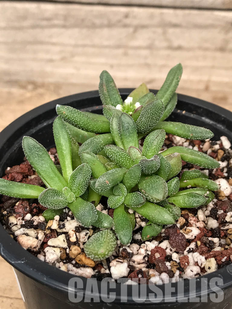 SHPR5058 Crassula Fragarioides - Image 3