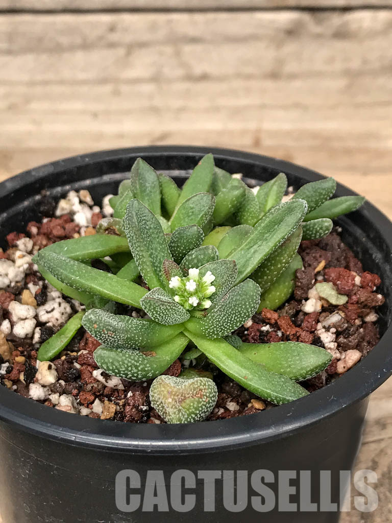 SHPR5058 Crassula Fragarioides - Image 4