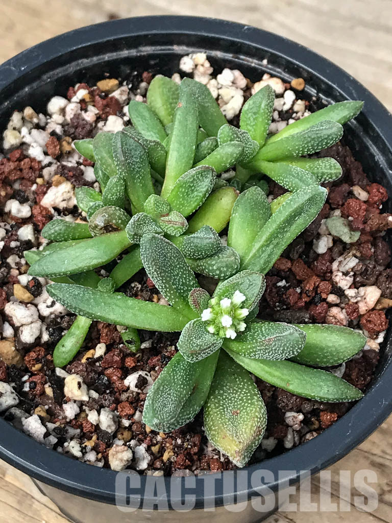 SHPR5058 Crassula Fragarioides - Image 5