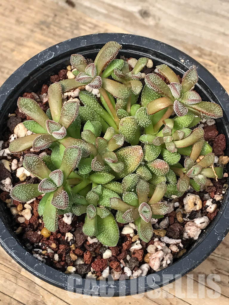 SHPR5058 Crassula Fragarioides