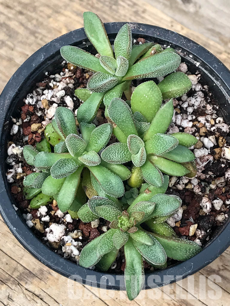 SHPR5058 Crassula Fragarioides - Image 7