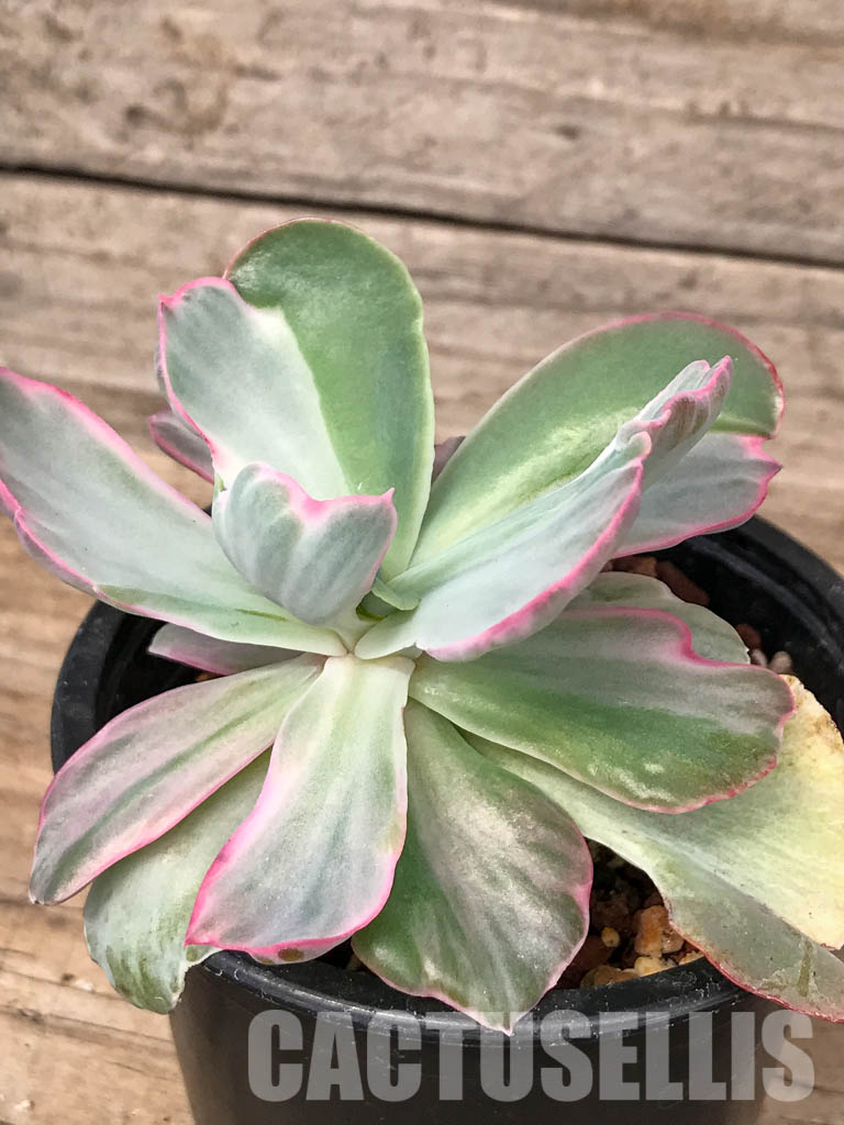 SHPR5061 Echeveria 'Flying Cloud' variegated - Image 2