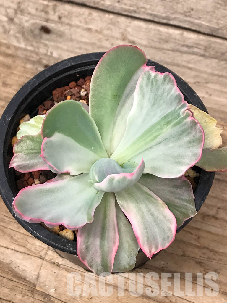 SHPR5061 Echeveria 'Flying Cloud' variegated - Image 3