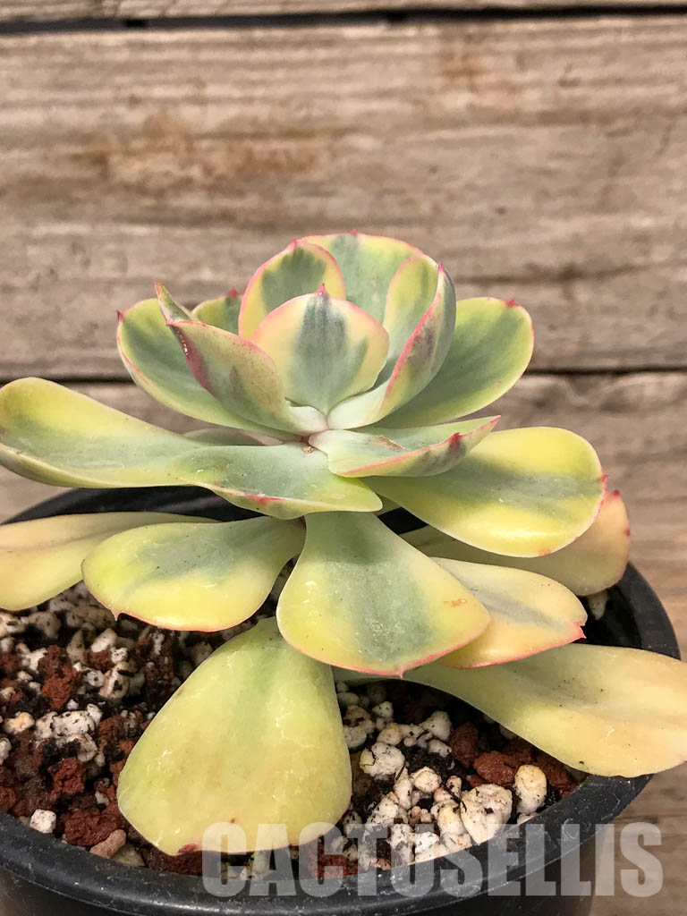 SHPR5063 Echeveria 'Winter Sunset' - Image 2