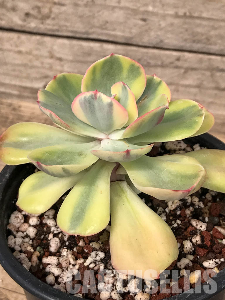 SHPR5063 Echeveria 'Winter Sunset' - Image 3