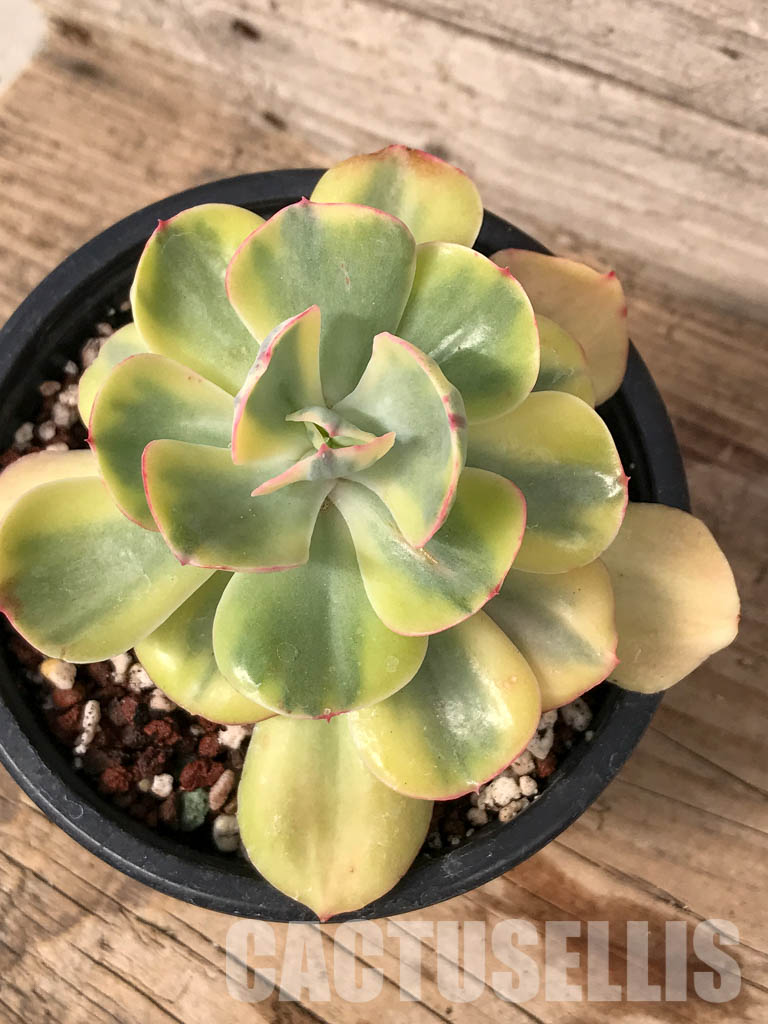 SHPR5063 Echeveria 'Winter Sunset' - Image 4