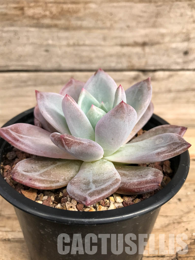 SHPR5073 Echeveria 'Pink Champagne' - Image 2