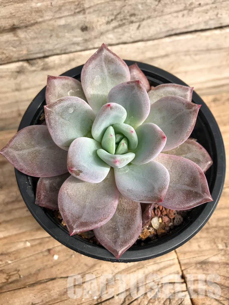 SHPR5073 Echeveria 'Pink Champagne'
