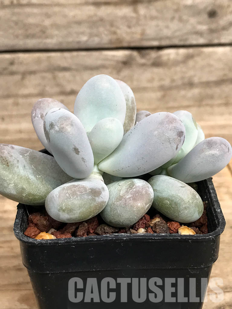 SHPR5083 Pachyphytum oviferum 'Egg Beauty' - Obrázek 2