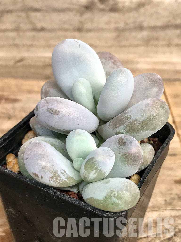 SHPR5083 Pachyphytum oviferum 'Egg Beauty' - Obrázek 3