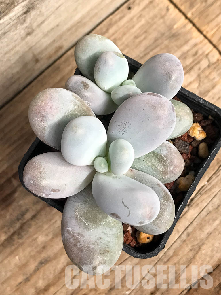 SHPR5083 Pachyphytum oviferum 'Egg Beauty' - Obrázek 4