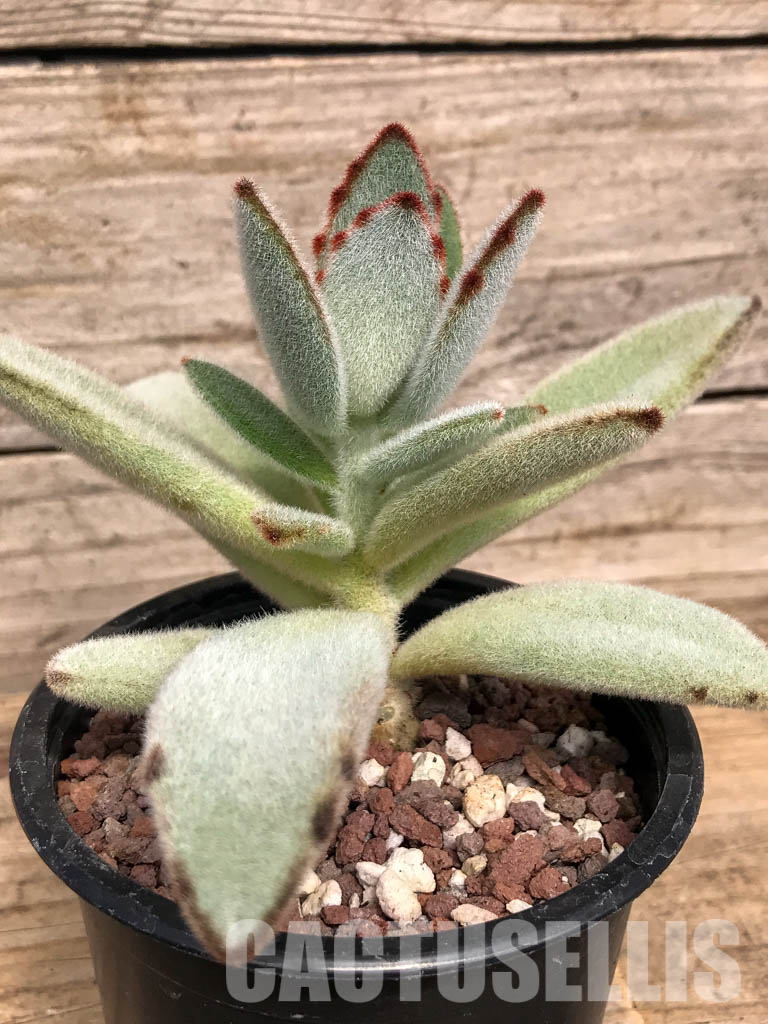 SHPR5089 Kalanchoe Moon 'Rabbit Ears' - Imagen 2