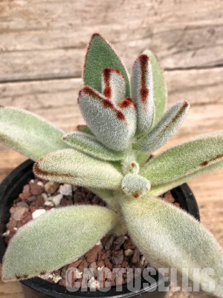 SHPR5089 Kalanchoe Moon 'Rabbit Ears' - Imagen 3