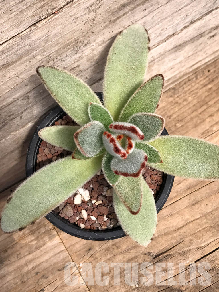 SHPR5089 Kalanchoe Moon 'Rabbit Ears' - Imagen 4