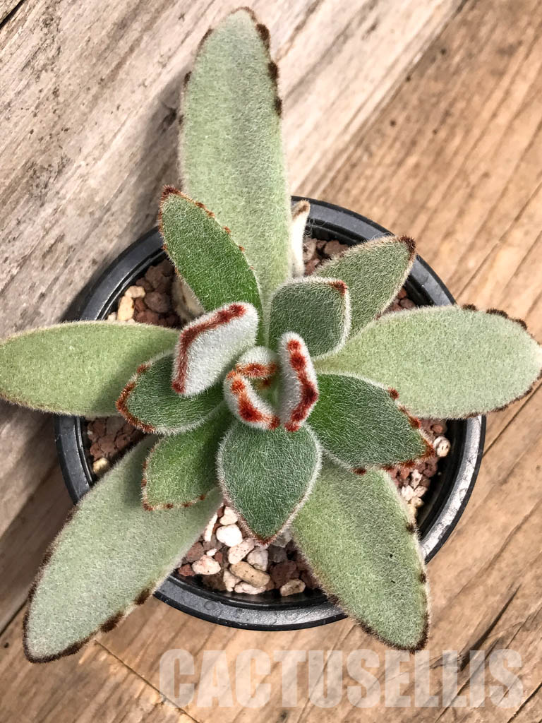 SHPR5089 Kalanchoe Moon 'Rabbit Ears' - Imagen 5