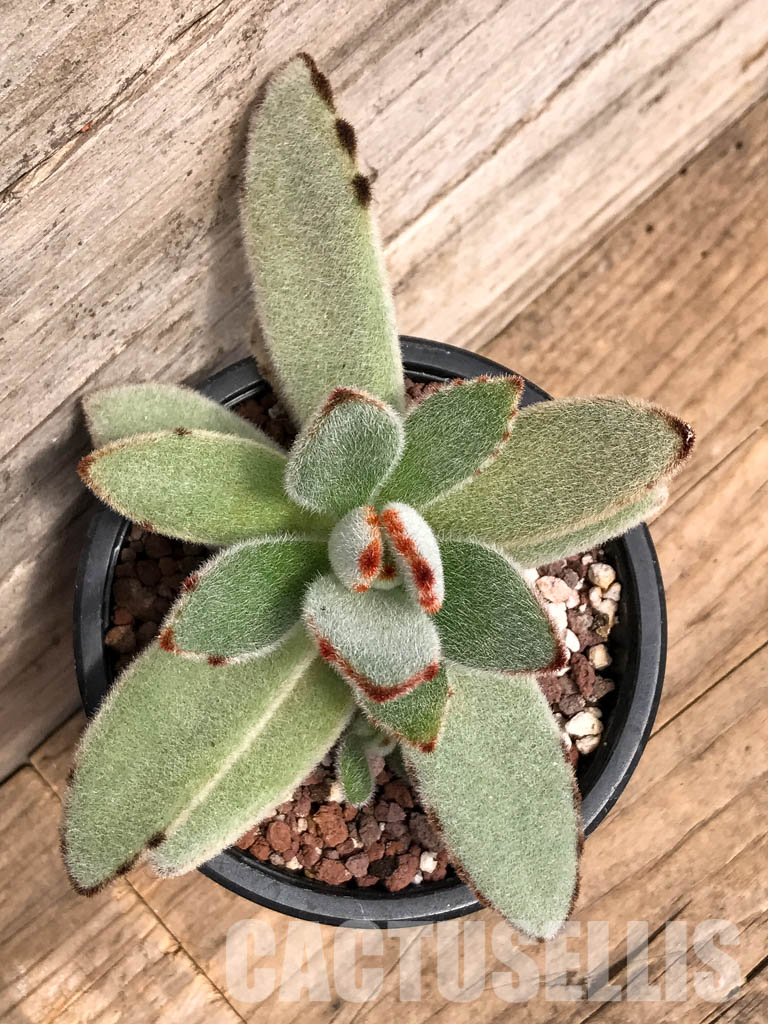 SHPR5089 Kalanchoe Moon 'Rabbit Ears' - Imagen 6