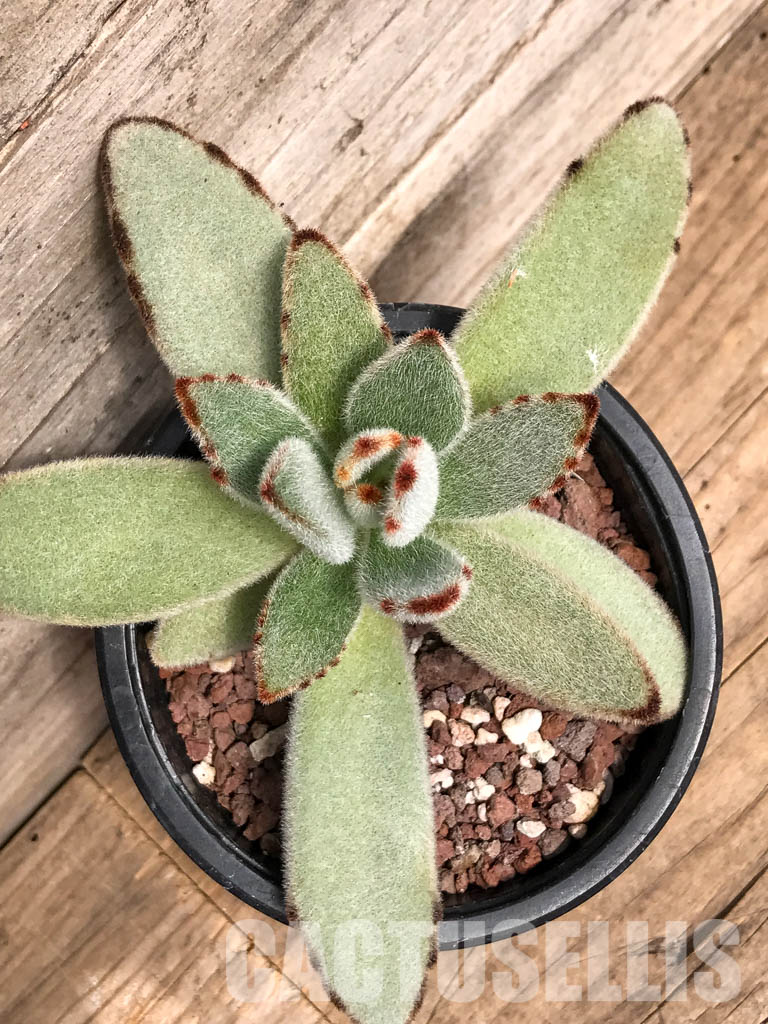 SHPR5089 Kalanchoe Moon 'Rabbit Ears'